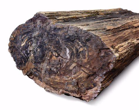 Fossilized Wood