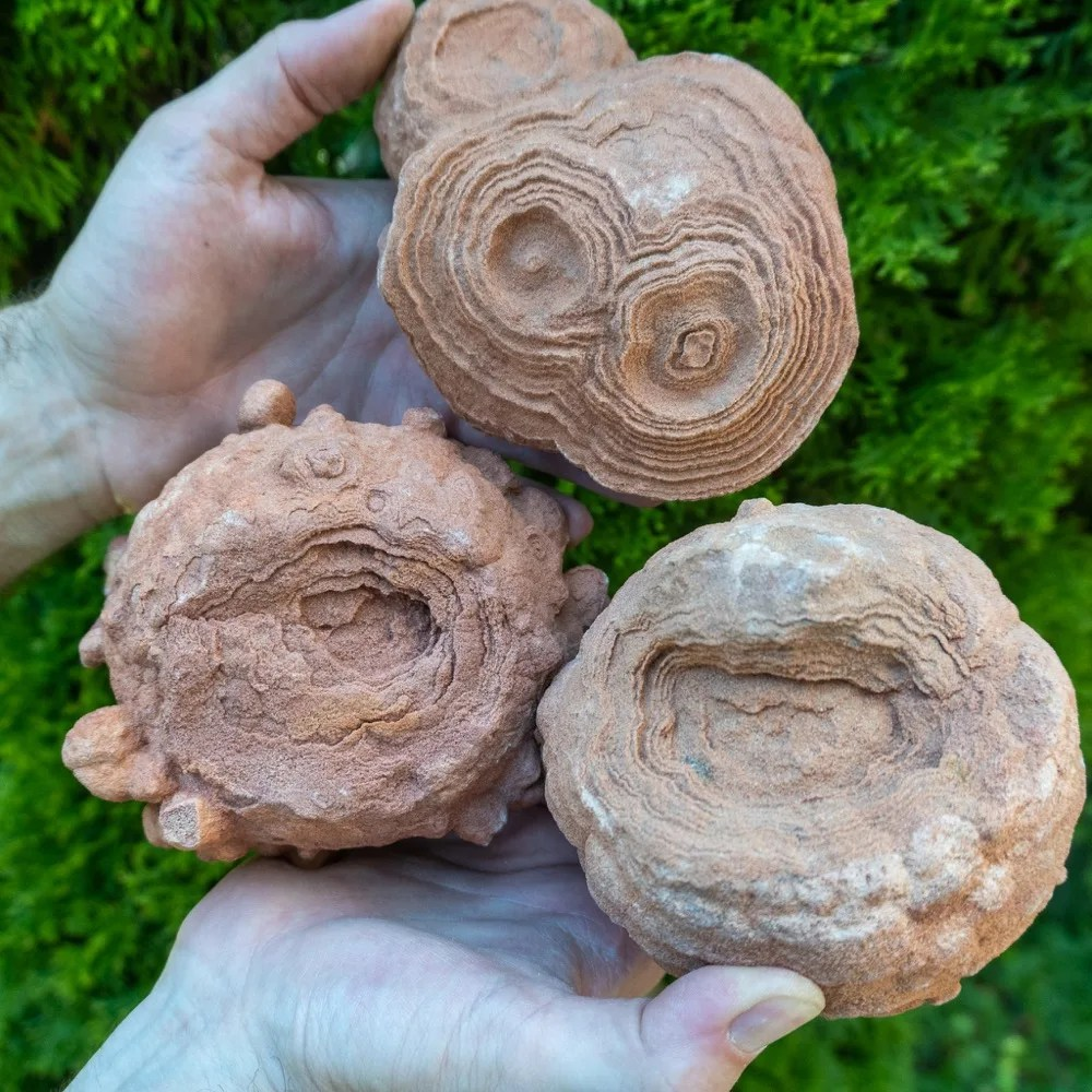 Stromatolites
