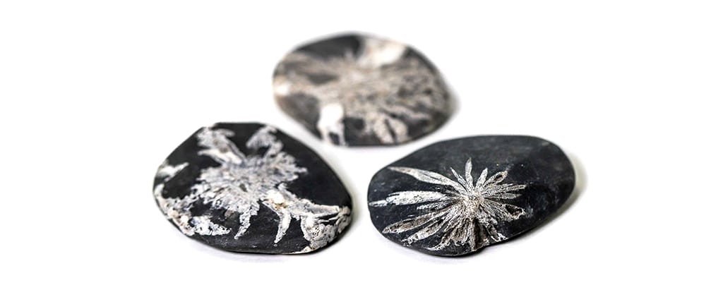 Chrysanthemum Stone – properties, virtues & benefits